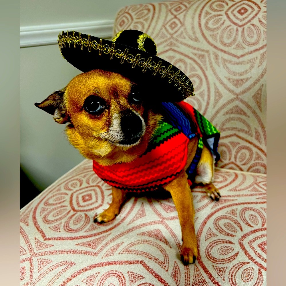 Halloween Costume with matching Sombrero.